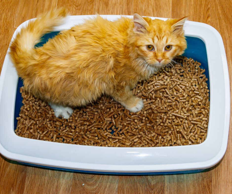 Calculs urinaires chez le chat