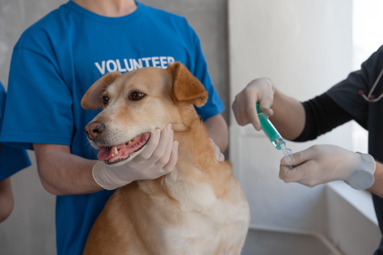 Vacunas para perros: ¿qué vacunas poner y cuándo ponerlas?